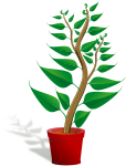 Green tall plant in its pot